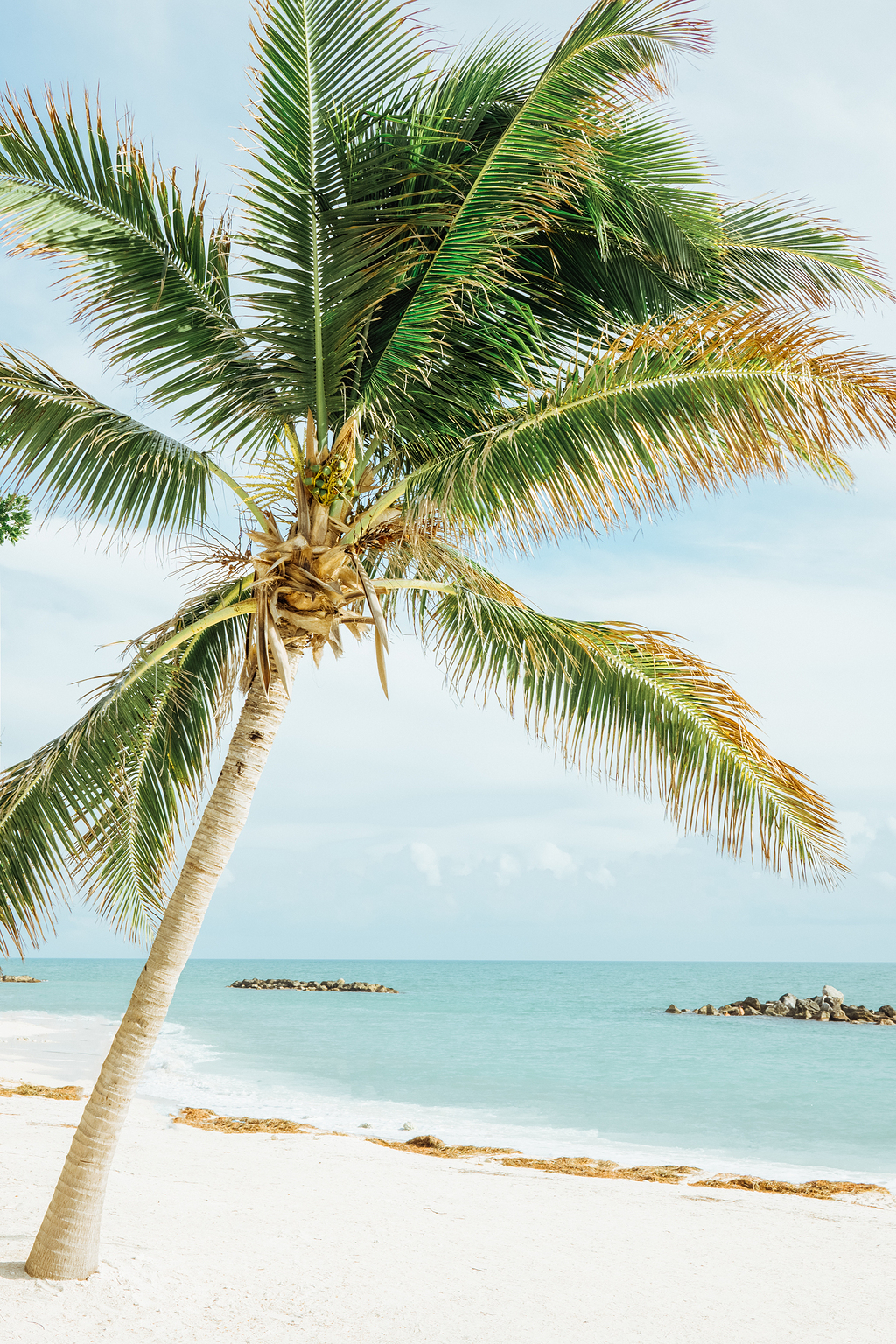 迈阿密椰子树图片