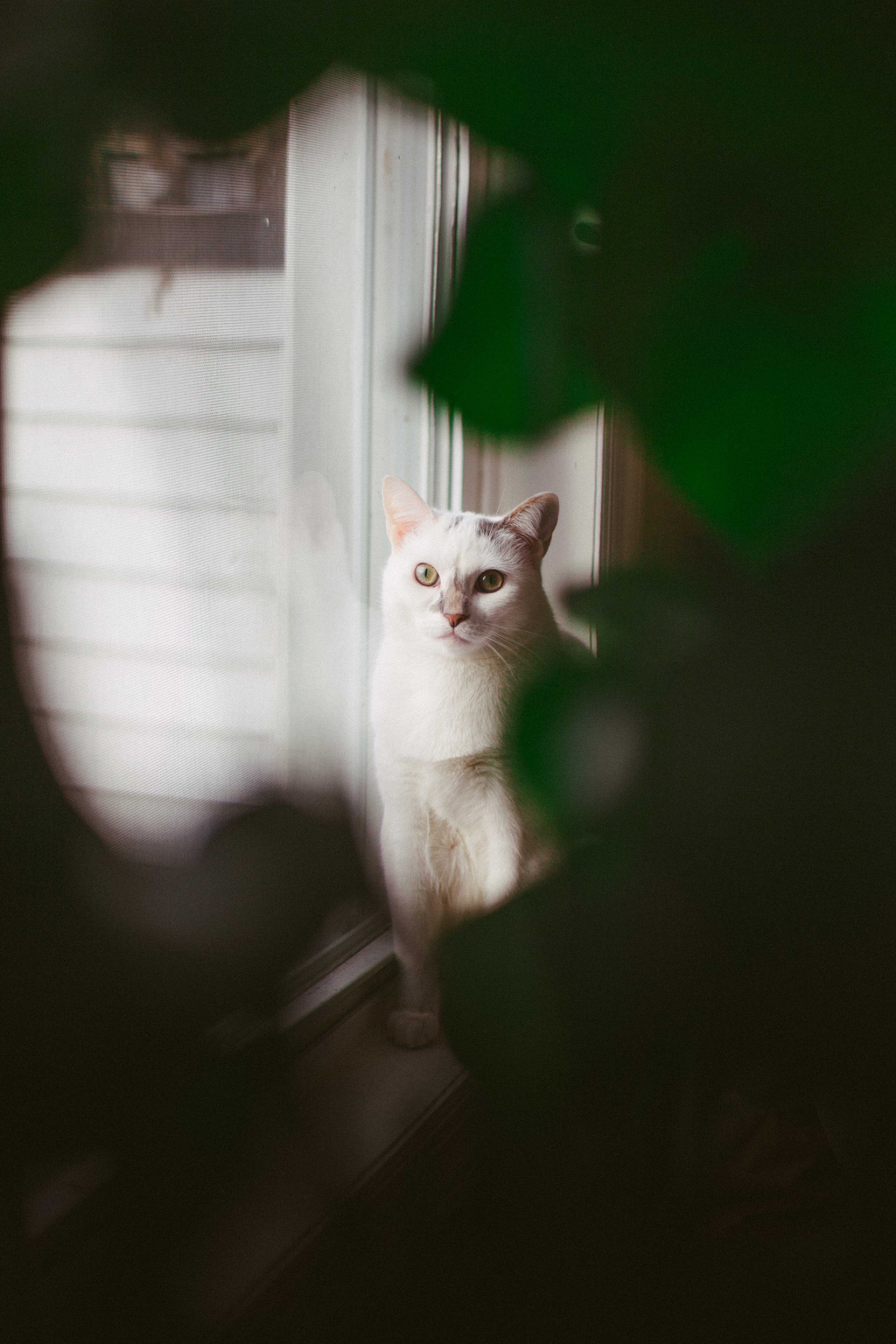 白猫坐在窗前