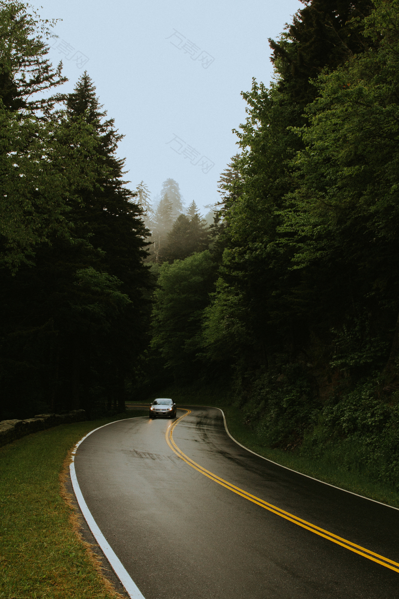 汽车穿过树间的道路