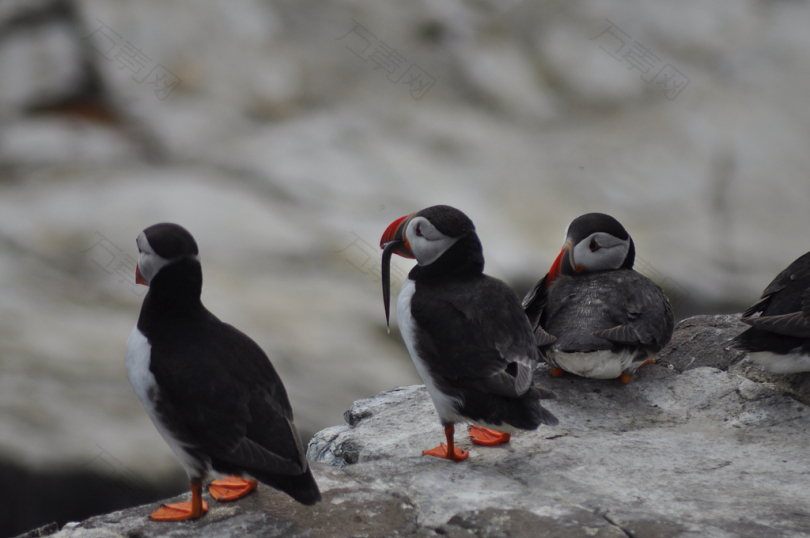 三只黑白相间的鸟