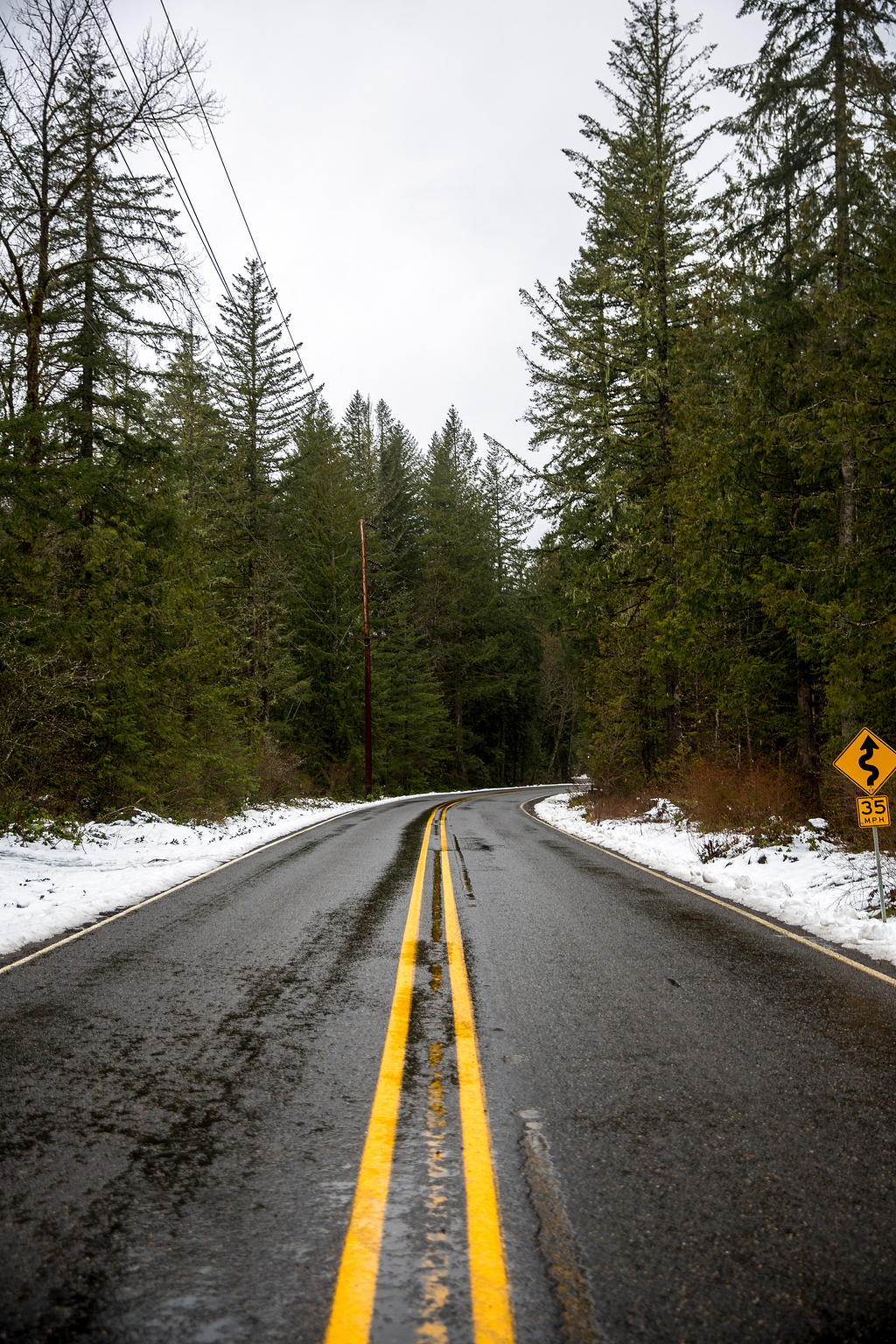 绿叶环绕的道路