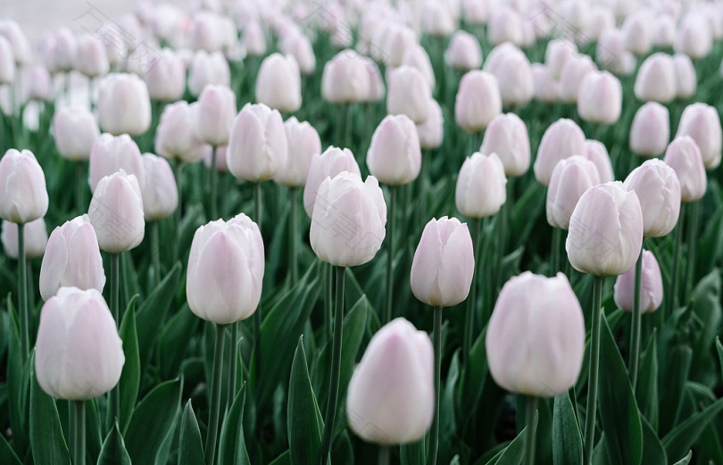 郁金香花床