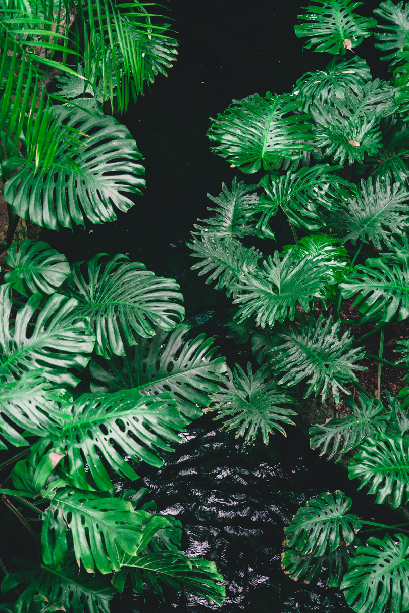 被植物包围的水体