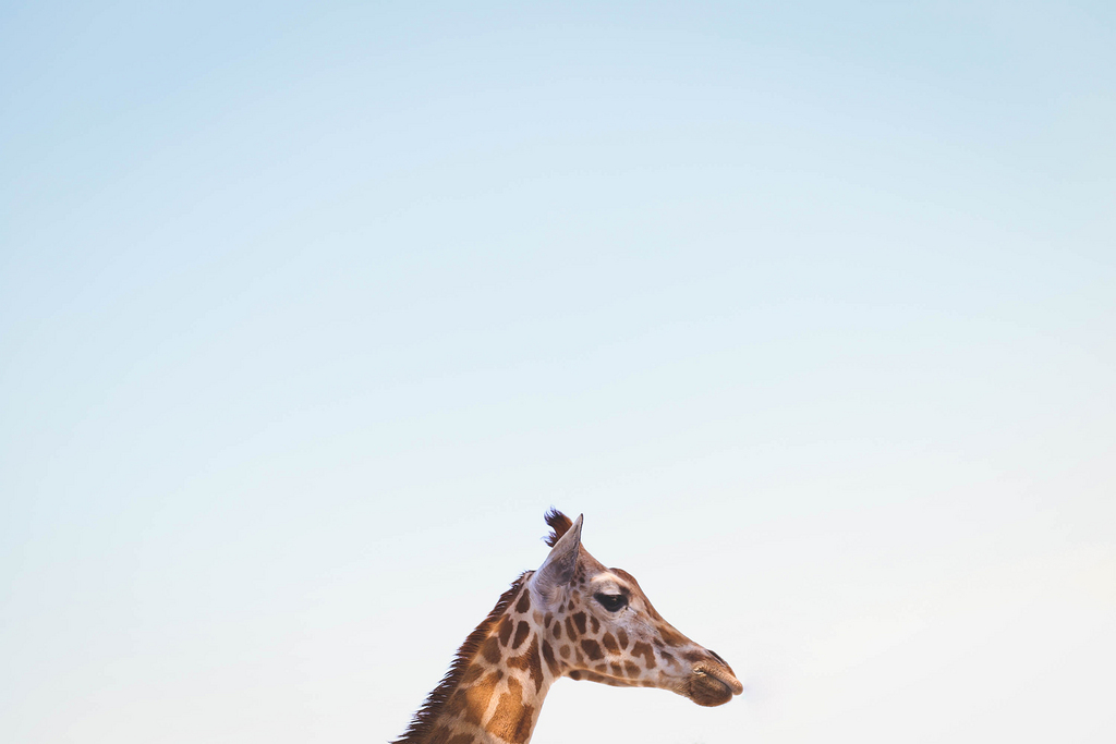 動物桌面背景