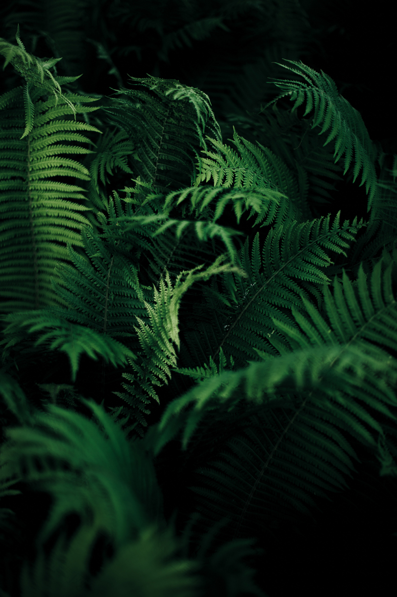 绿叶植物