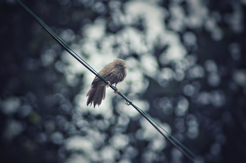 灰色的鸟栖息在电力电缆上