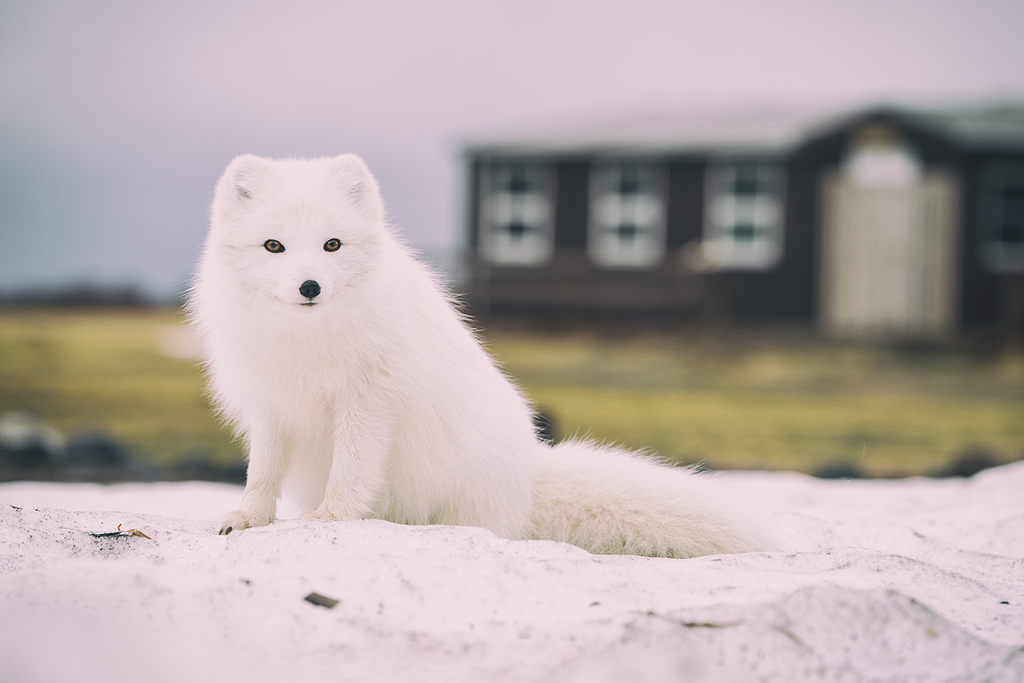 北极狐 素材 免费北极狐图片素材 北极狐素材大全 万素网