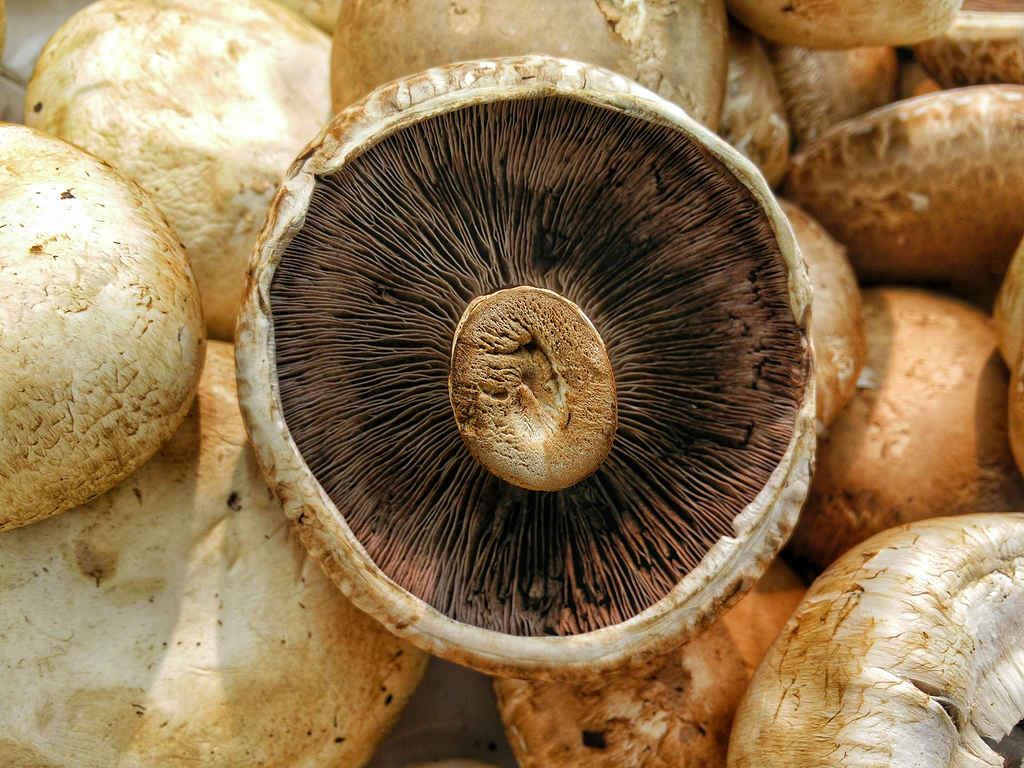 褐色伞状蘑菇图片