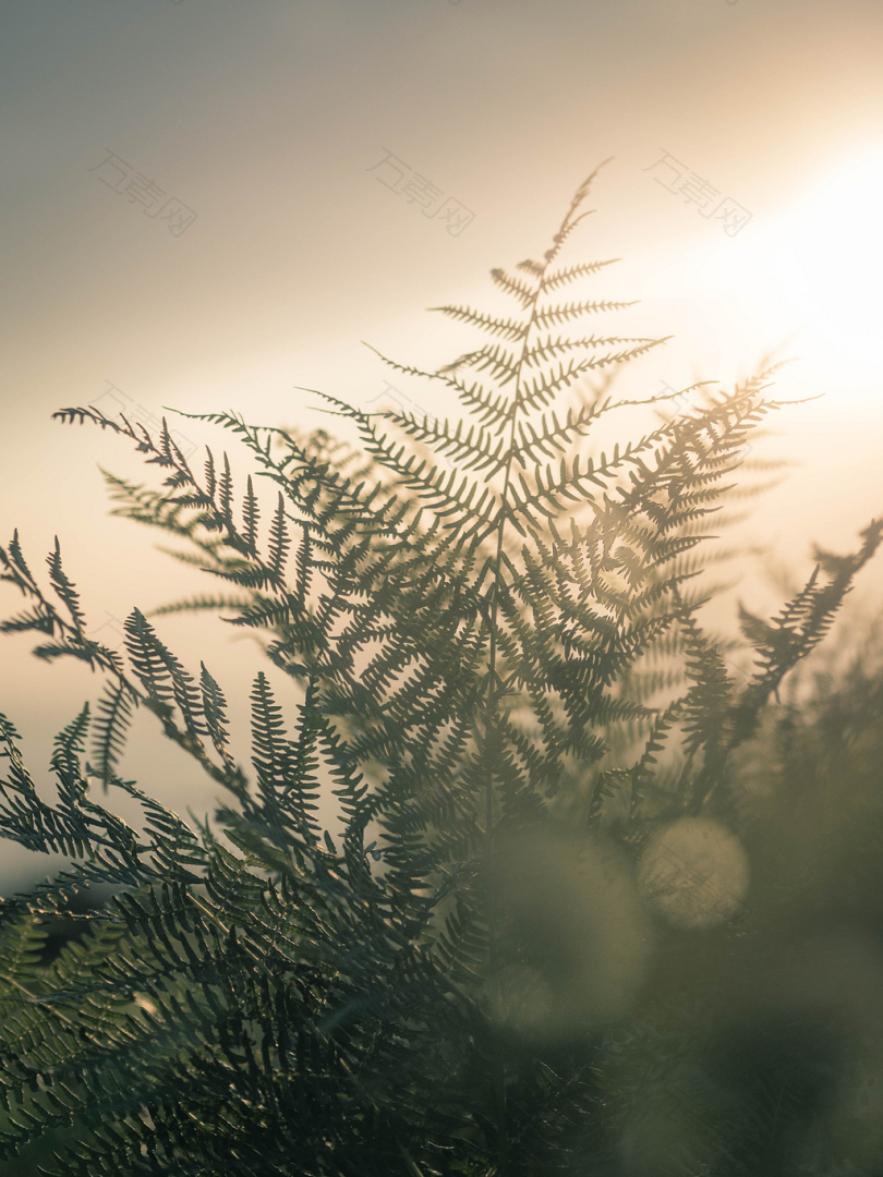 绿叶植物选择性焦点