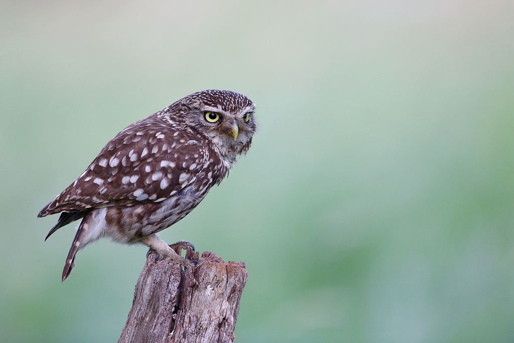 漂流木鸟的浅聚焦照片