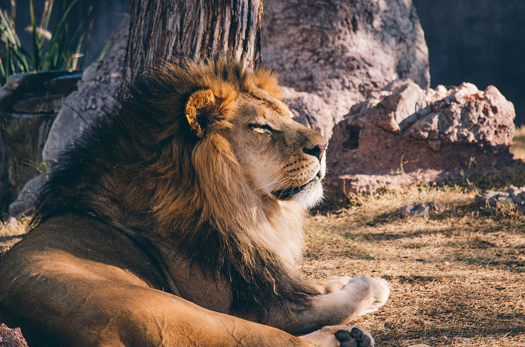 白天狮子躺在草熊岩上的摄影