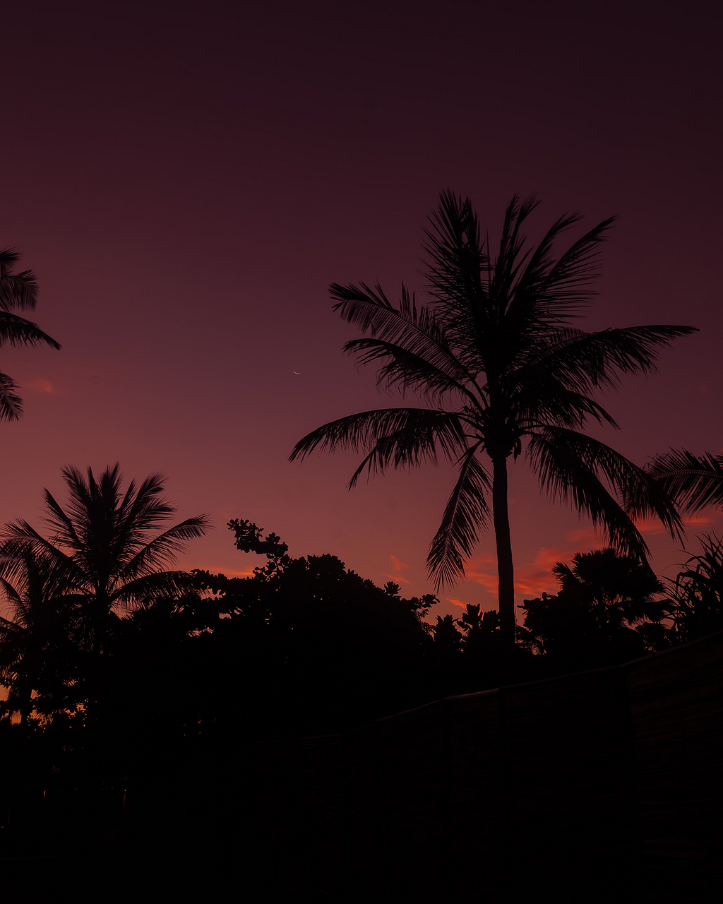 椰子树夜景照片