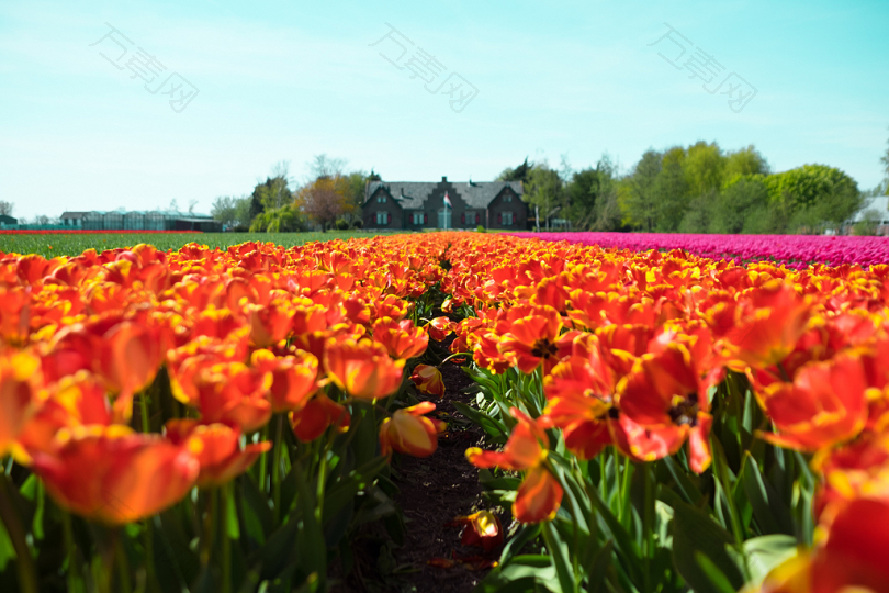 茶色下的红花黄色的花圃摄影图素材图片下载 万素网