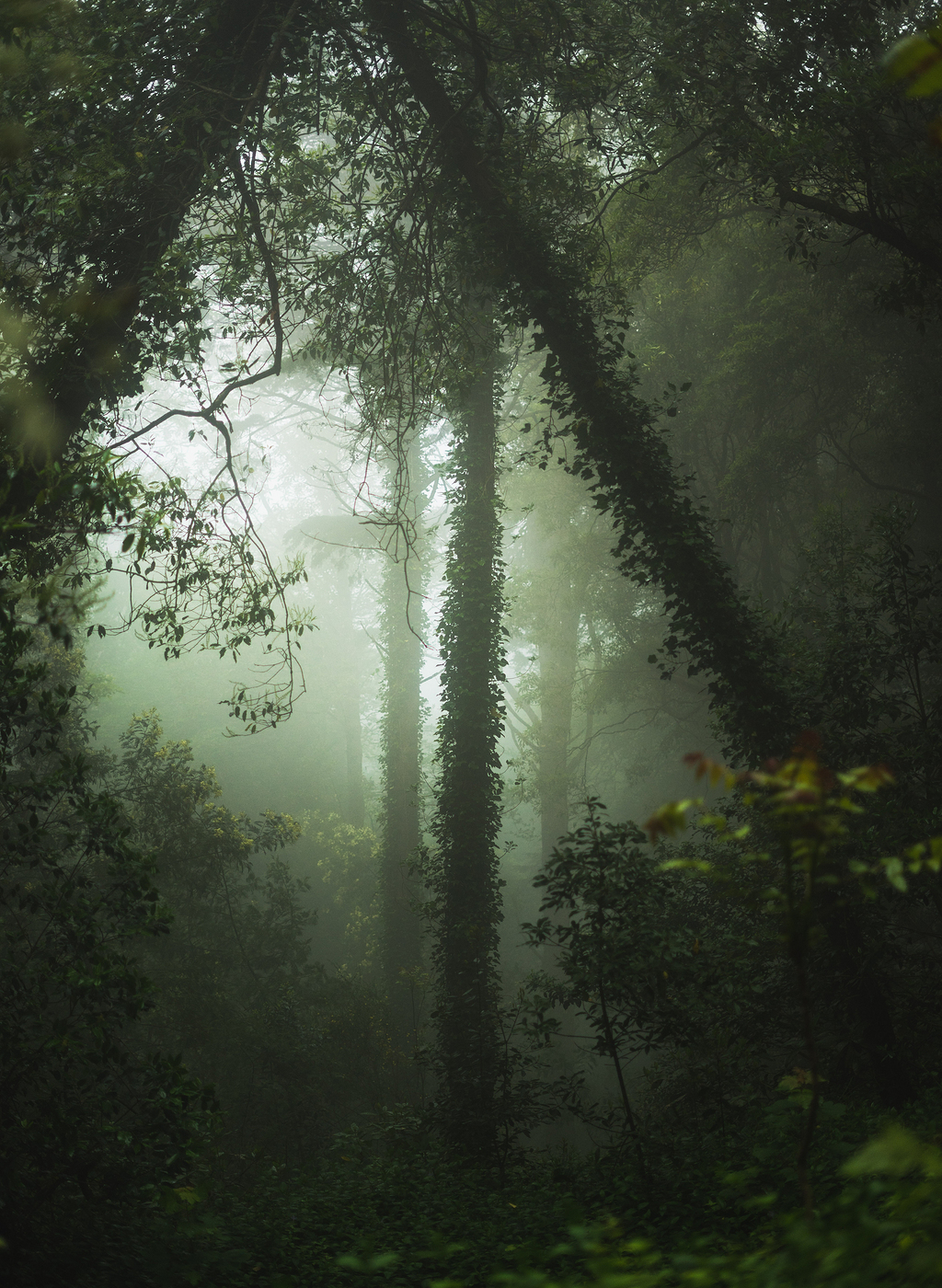 雾天森林图片图片