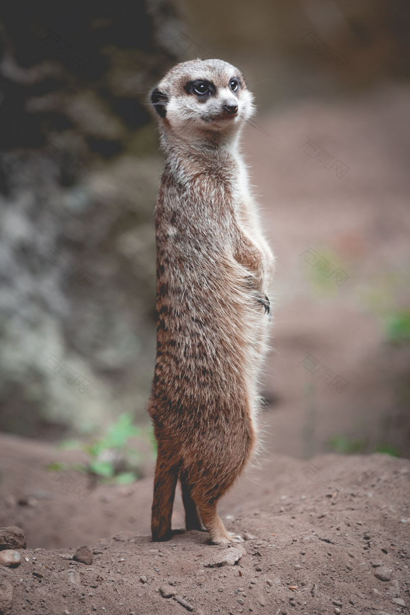 棕色动物站在棕壤上