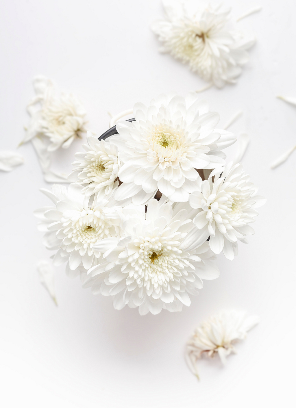 白色背景花 素材 免费白色背景花图片素材 白色背景花素材大全 万素网