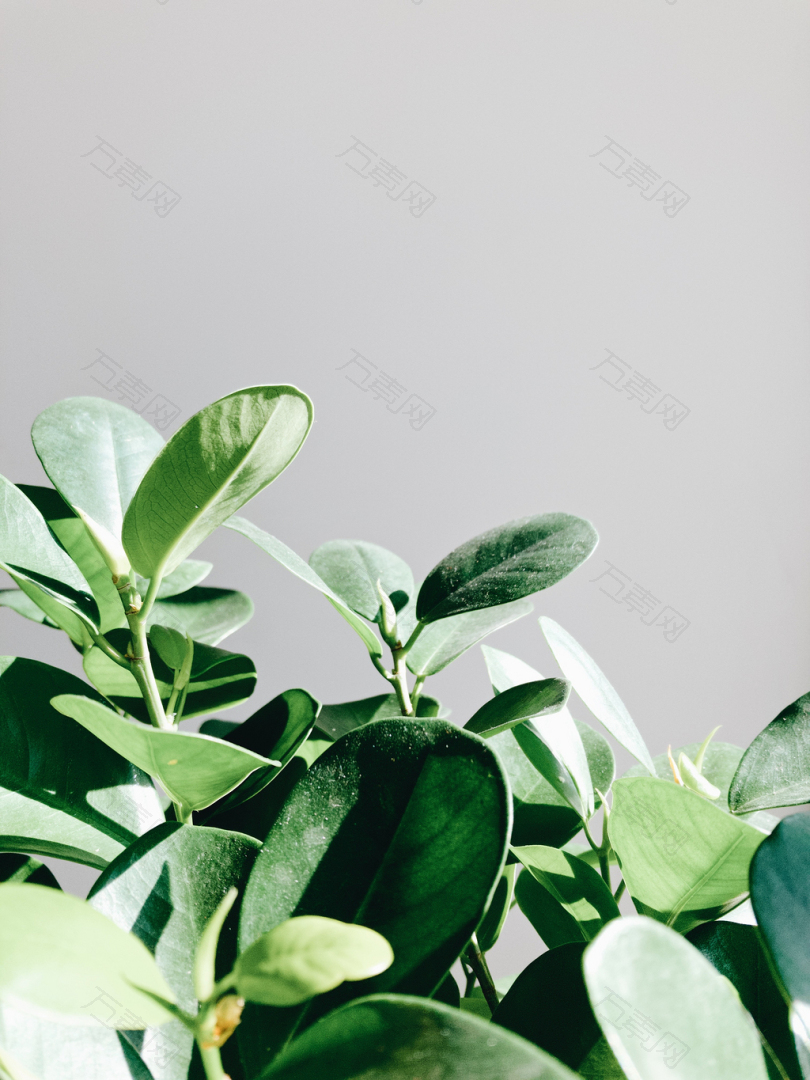 绿叶植物