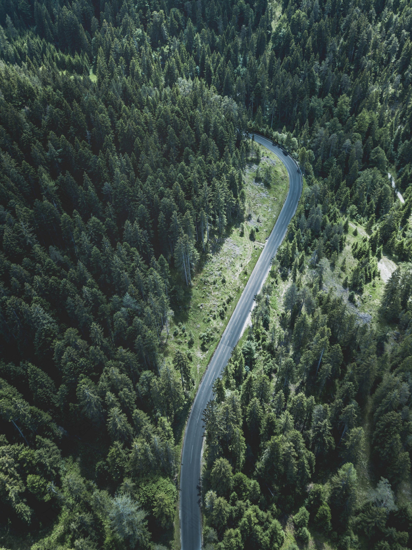 树木环绕的道路