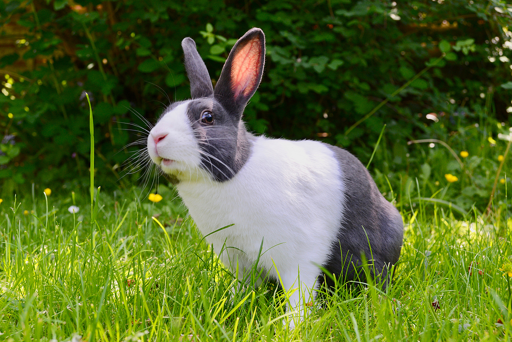 世界上耳朵最长的兔子图片