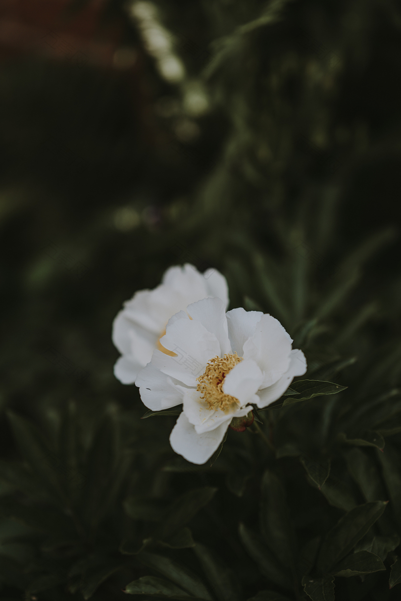白色花瓣的特写摄影
