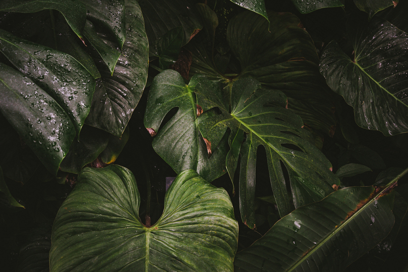 绿萼植物特写图片