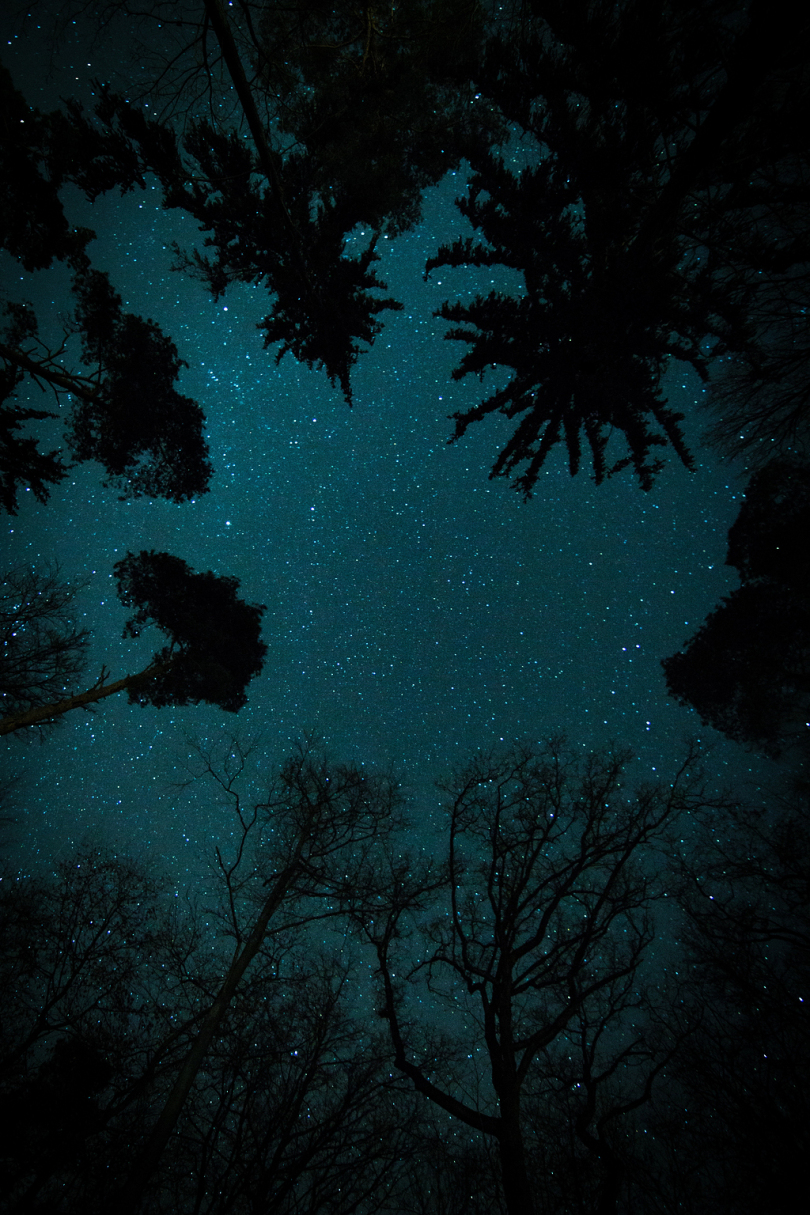 星空下的树