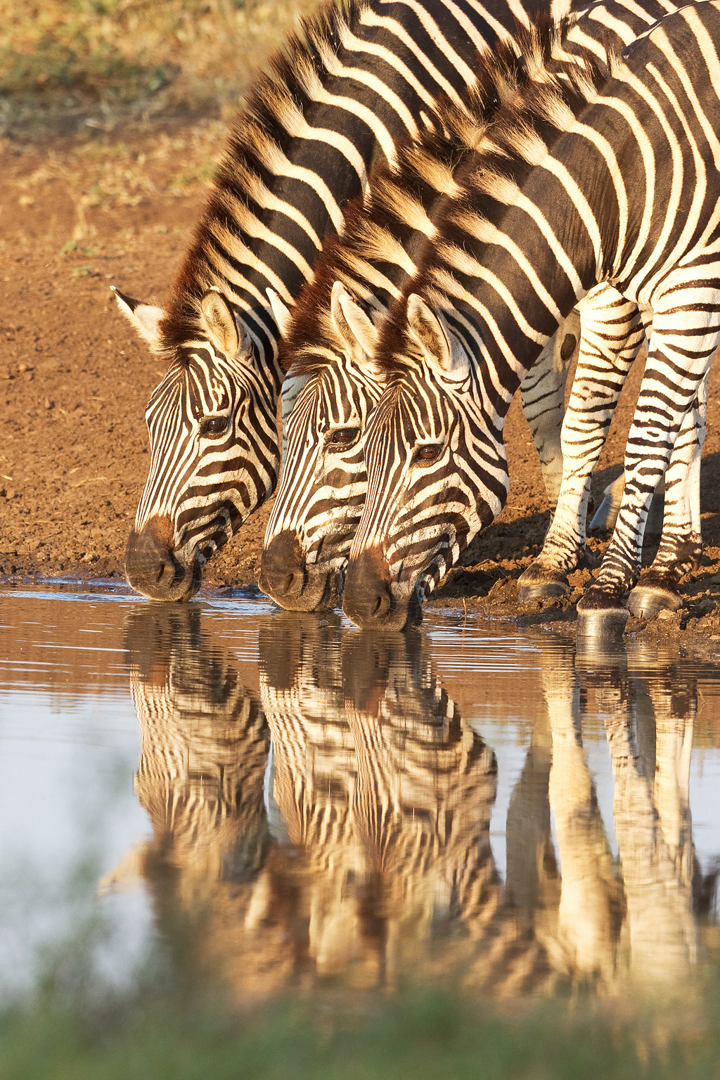 白天三只斑马在水中饮水