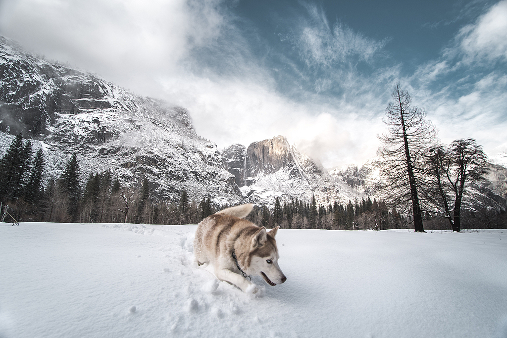 西伯利亚雪橇犬 纯白图片