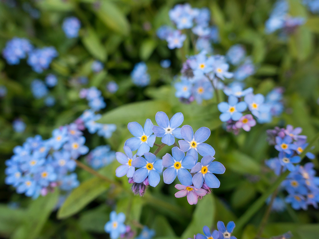 青色的花图片 青色的花设计素材 青色的花素材免费下载 万素网