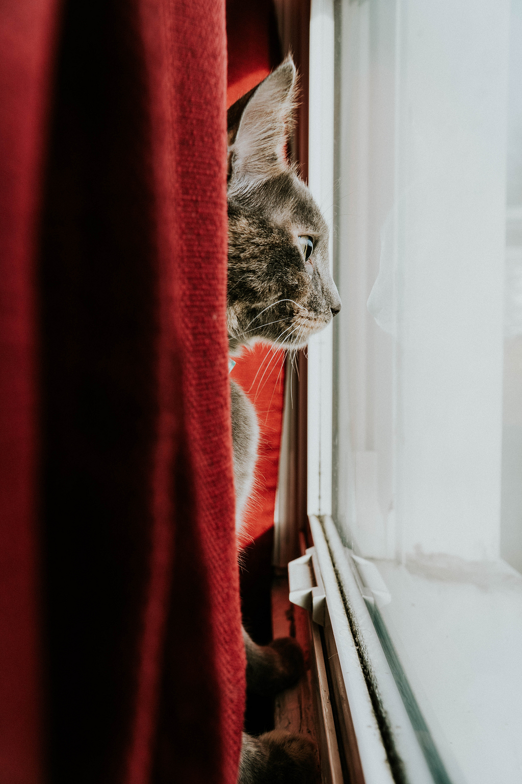 一只猫凝望窗外的图片图片