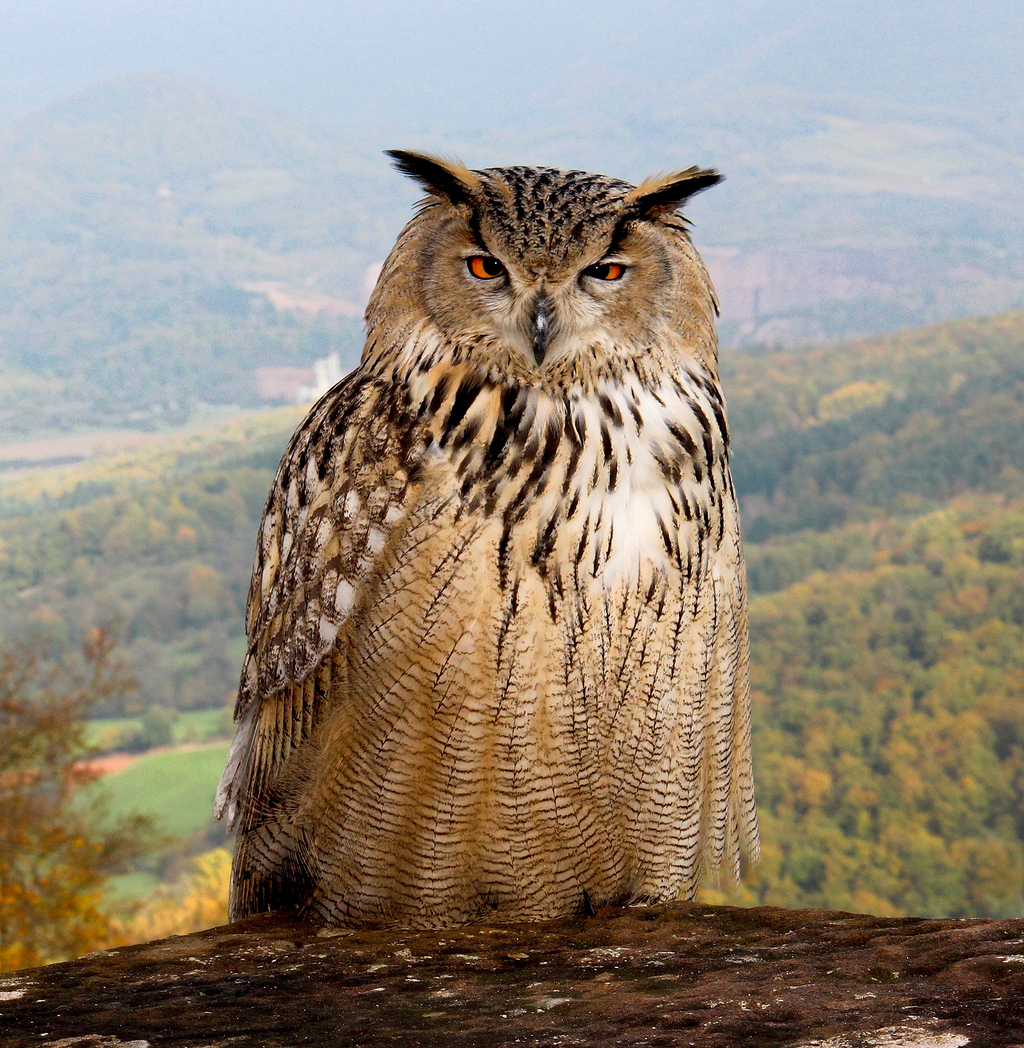 眉毛和黑猫头鹰栖息在树枝上