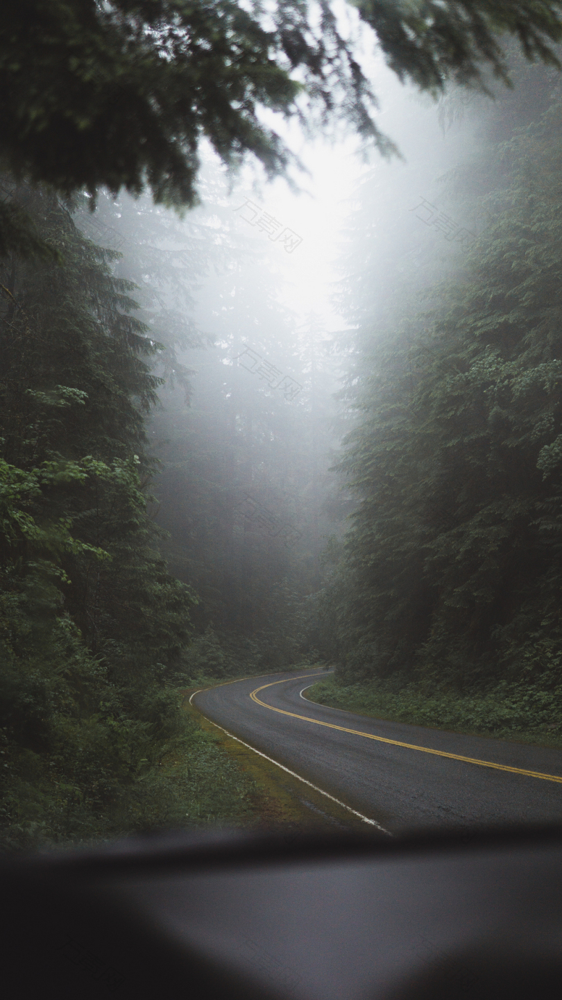 白天树木附近的混凝土道路