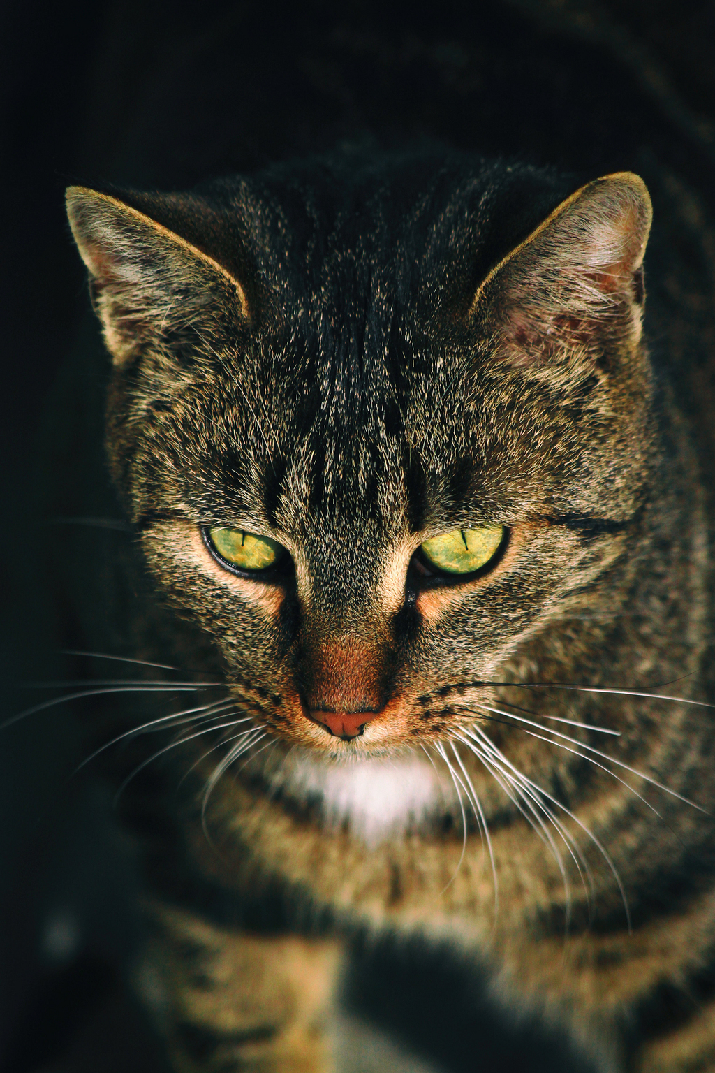 宠物猫图片 宠物猫设计素材 宠物猫素材免费下载 第6页 万素网