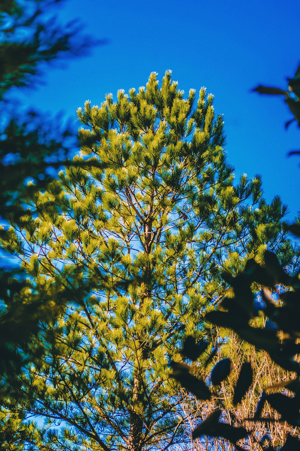 晴空蓝天绿叶树的浅聚焦摄影