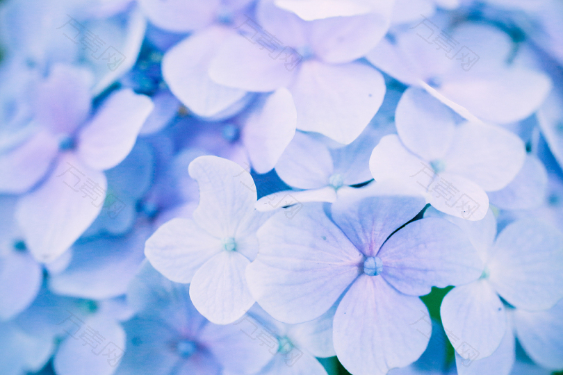 紫花花照片