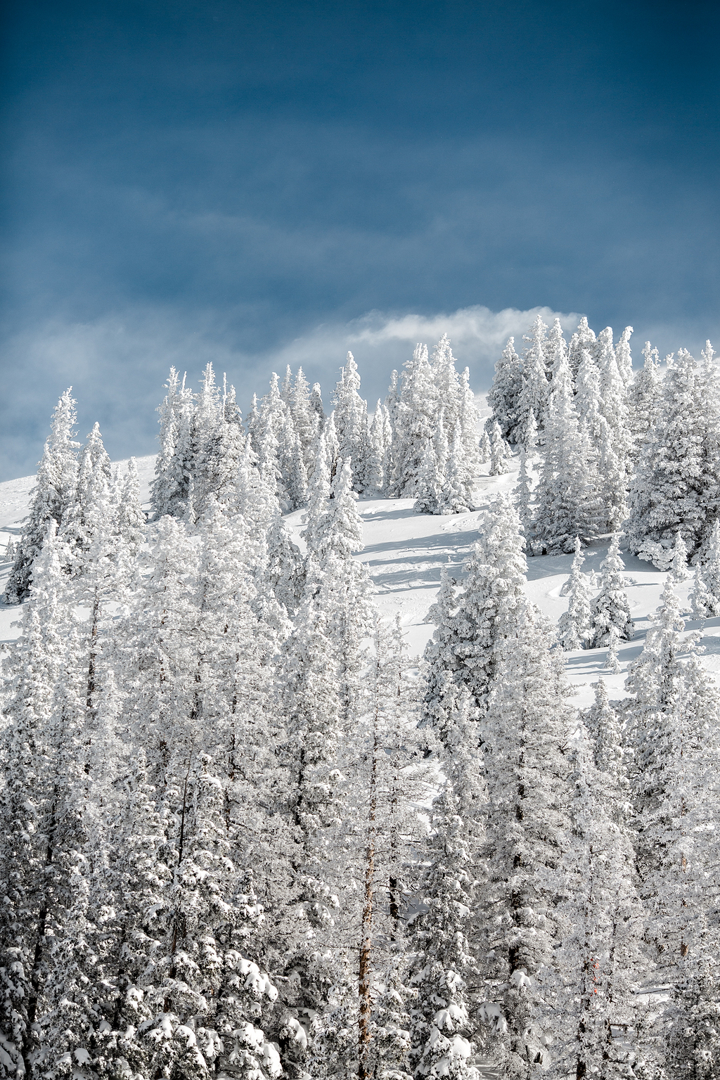 山上白雪覆盖的松树