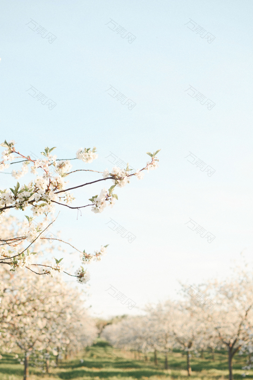 绿草地上的花