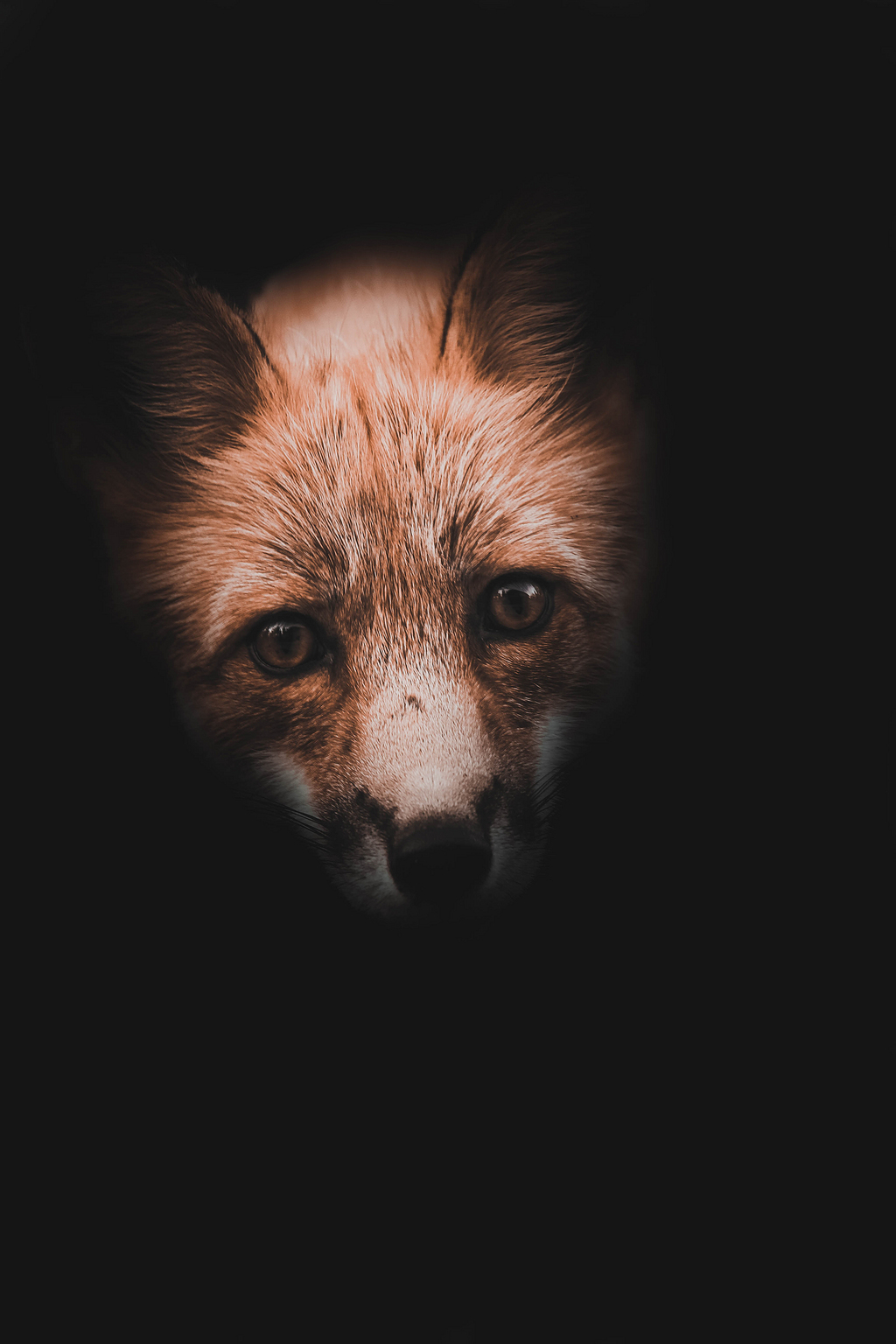 黑色九尾狐图片素材 装饰元素 580 500px 编号 Png格式 万素网