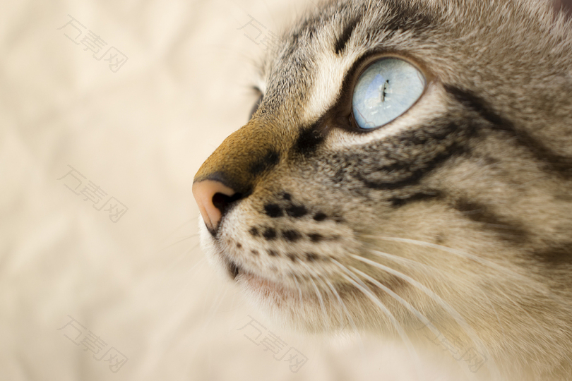 灰猫