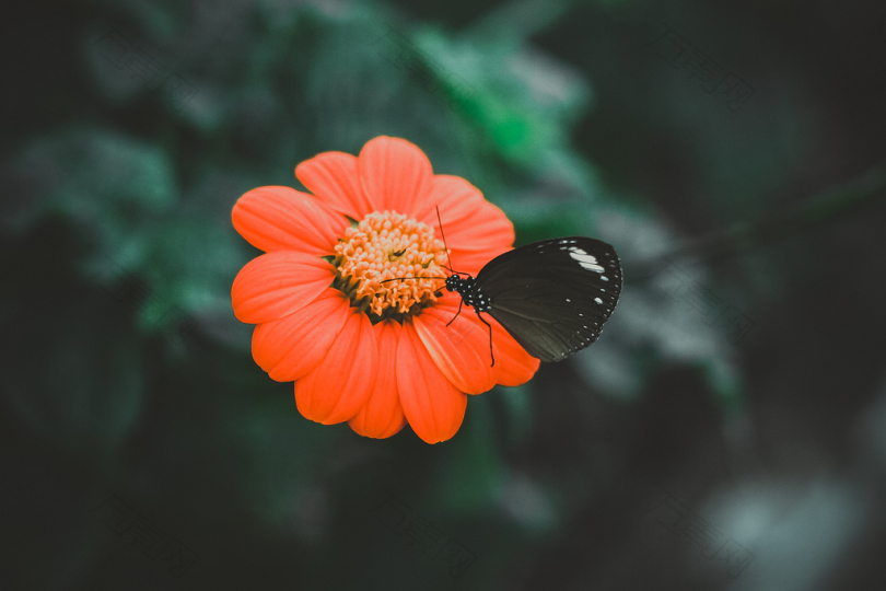 橙花上的黑蝴蝶