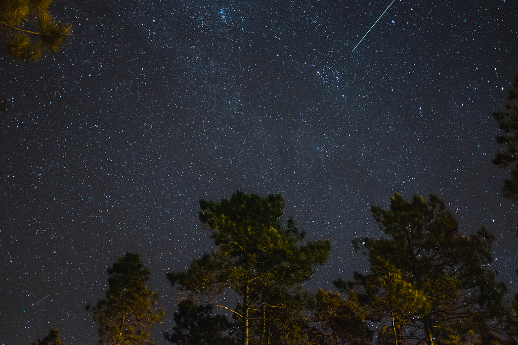 星空下的樹