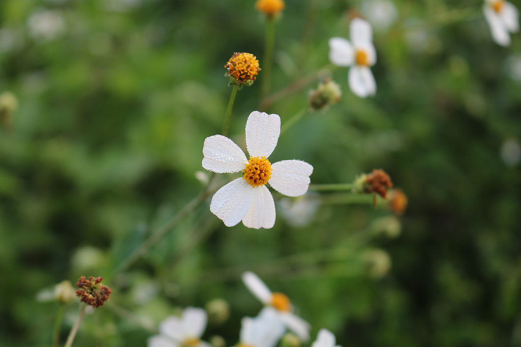 雛菊花瓣