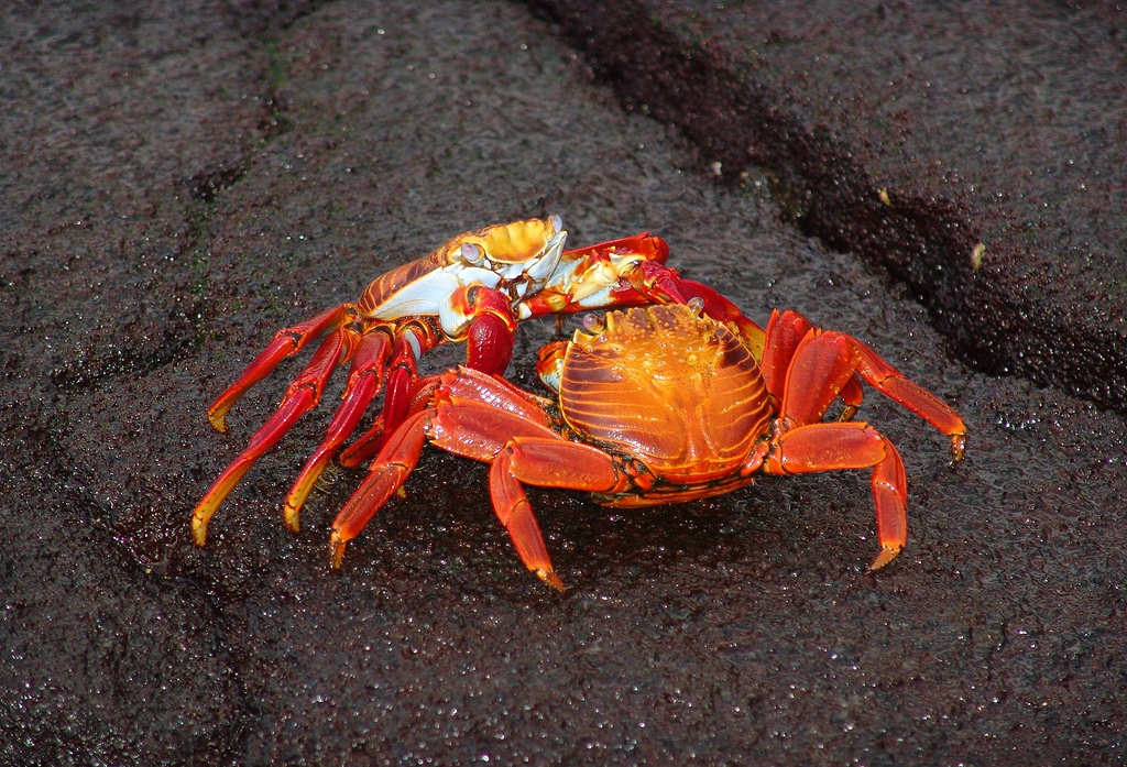 海里的红螃蟹图片