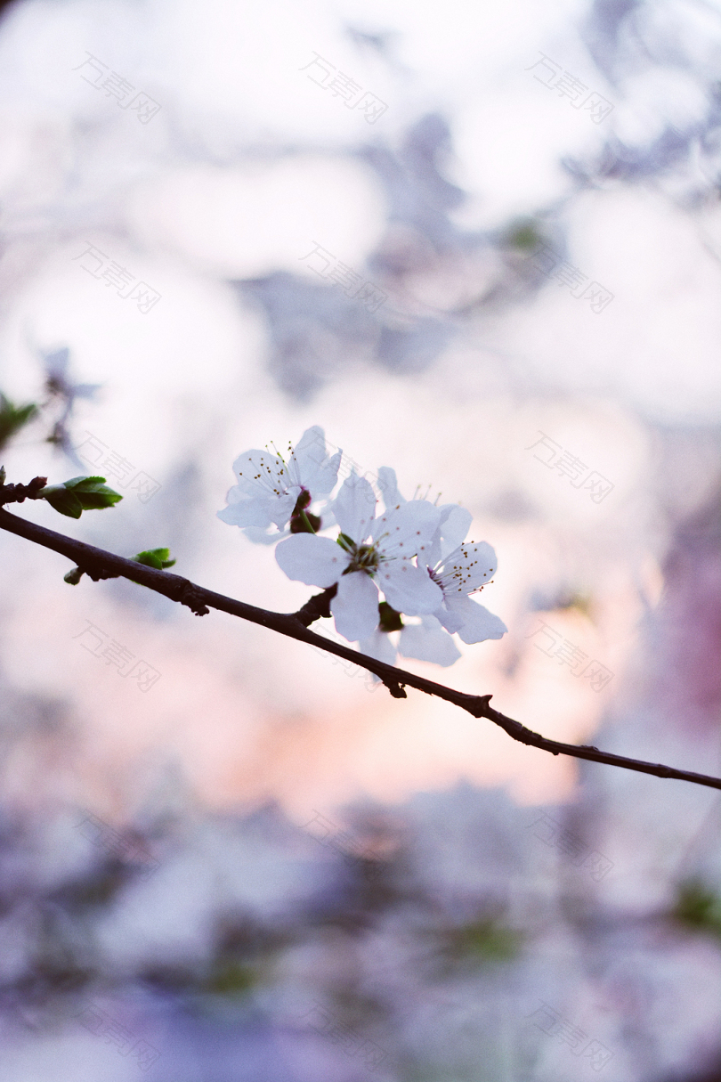 白花