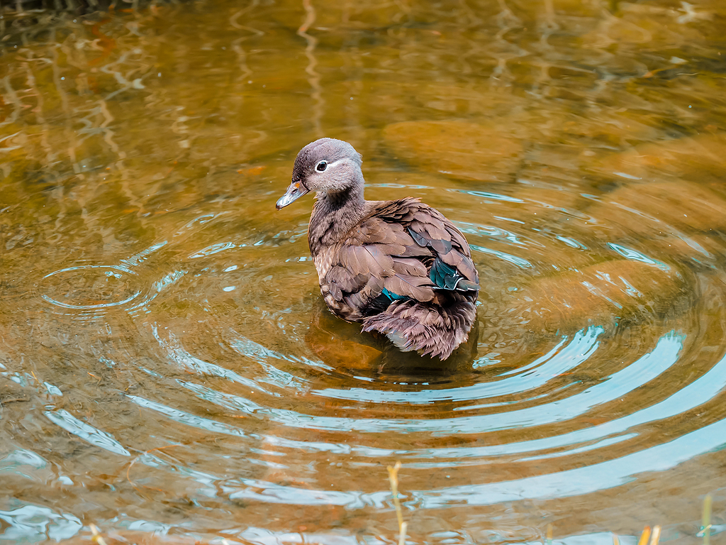 白天鸭子身上的水