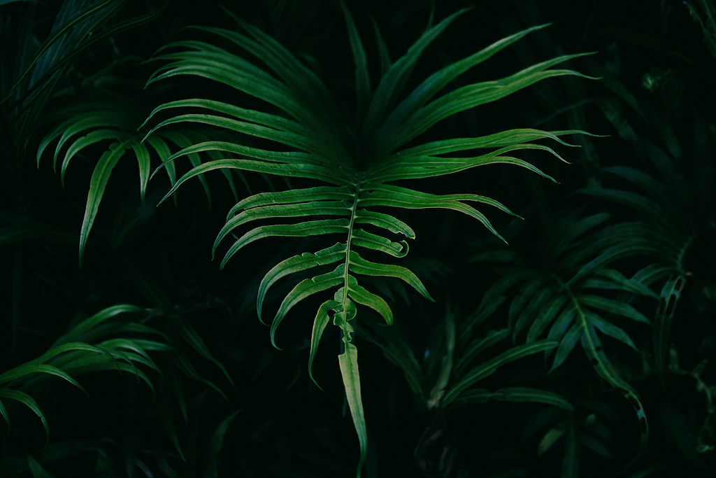 植被jpg图片-植被素材下载-万素网