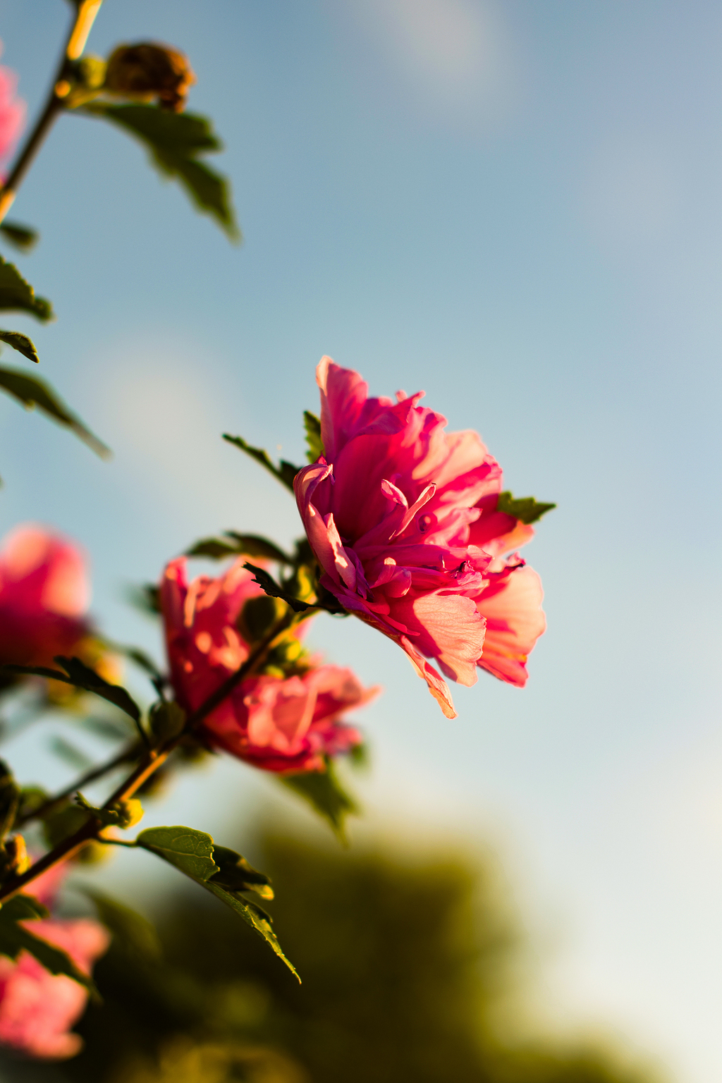 芙蓉花 素材 免费芙蓉花图片素材 芙蓉花素材大全 万素网