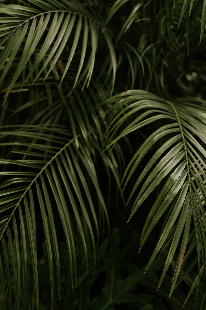 绿线叶植物