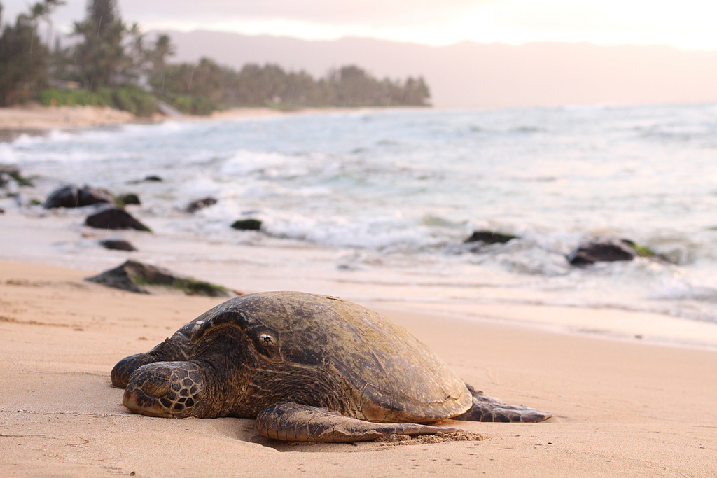 海龟白天躺在沙滩上的浅对焦摄影