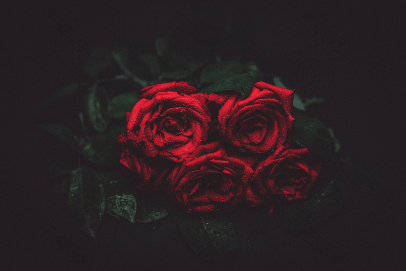 红玫瑰花束